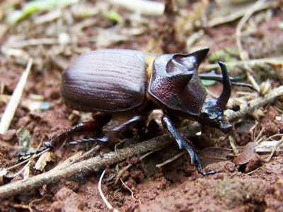 Entomologenportal